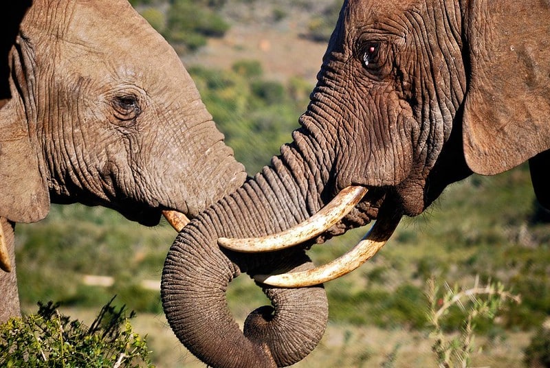 Addo Elephant National Park, Port Elizabeth