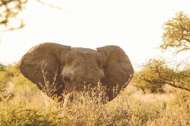 Pilanesberg National Park