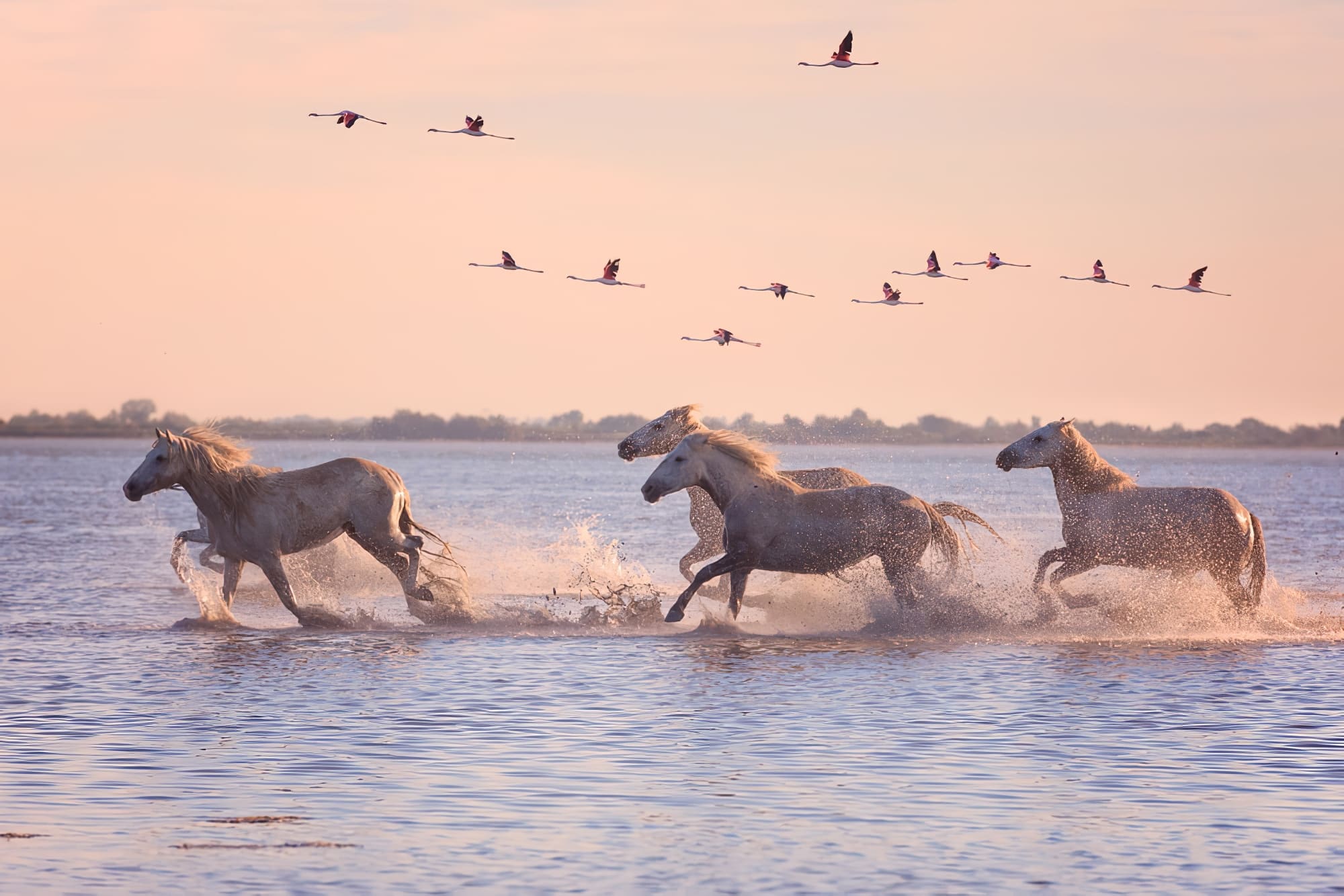 Camargue Info Carte Plan Voyage
