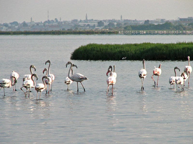 Korba Lagoon