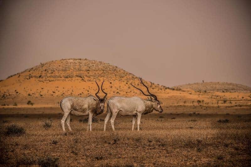 Jbil National Park