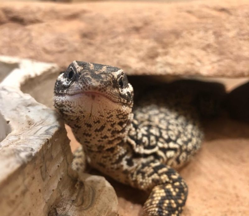 Centre de reptiles, Alice Springs
