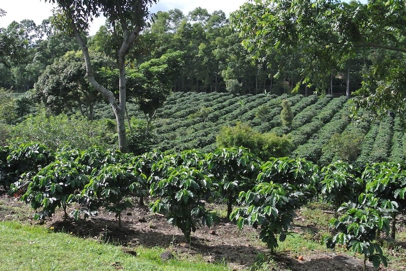 Plantation de café, Costa Rica