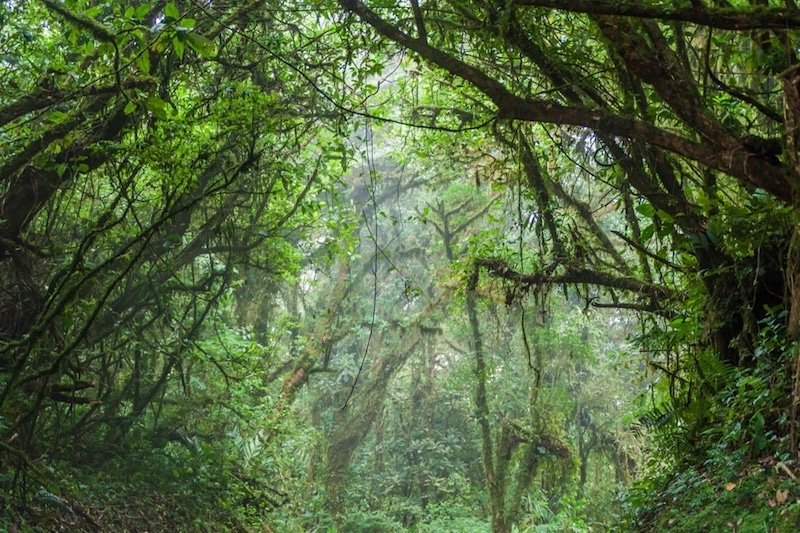 Monteverde Biological Reserve, Costa Rica