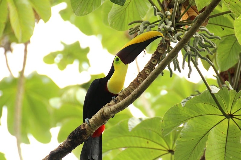 Manuel Antonio National Park, Costa Rica