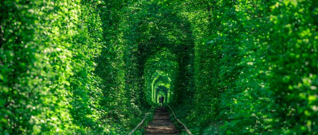 Ukraine : tunnel de l’amour de Klevan