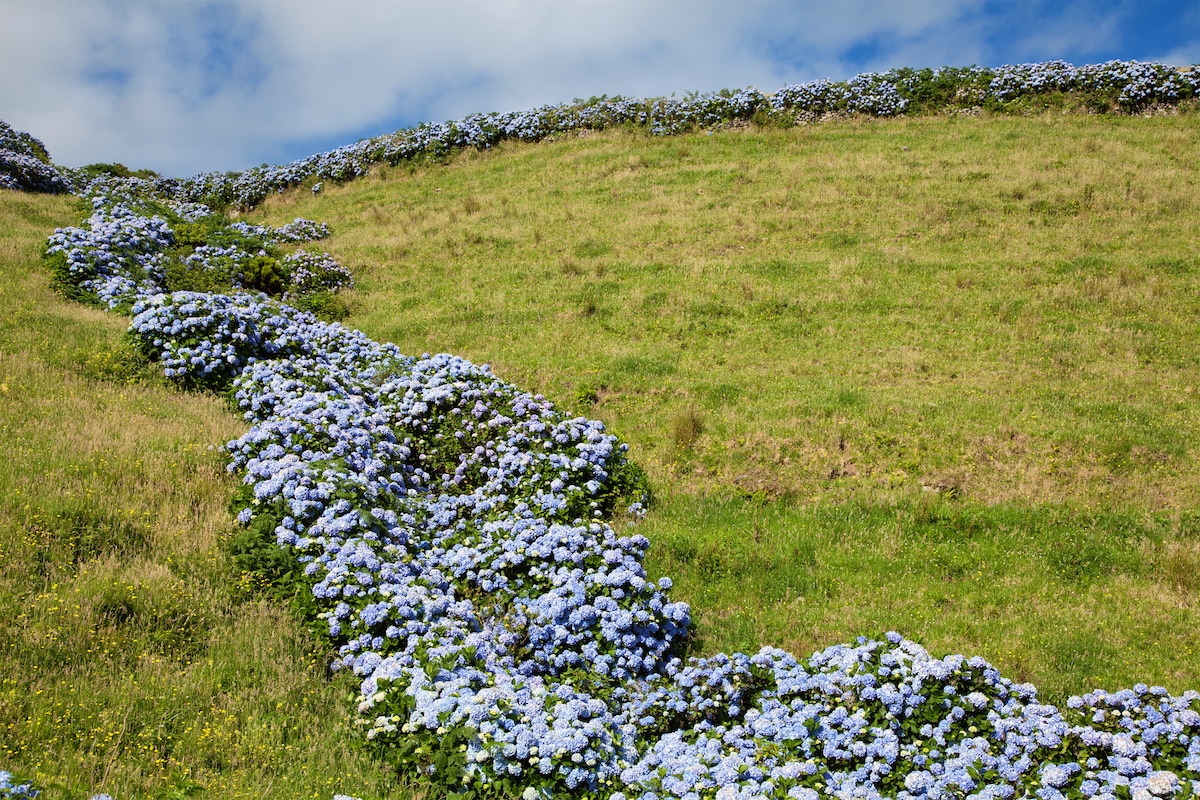 Îles aux Fleurs, Açores