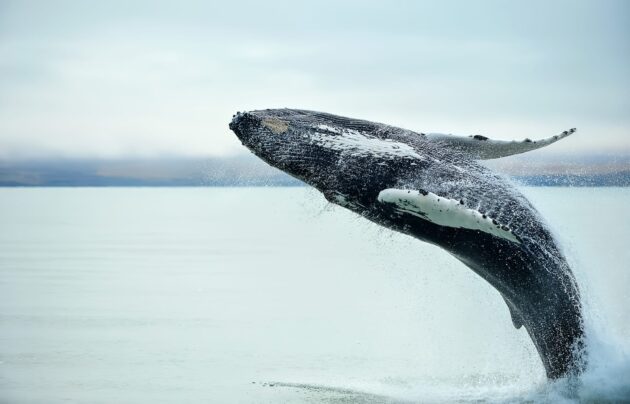 Baleine, Islande