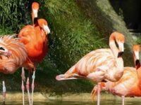 Zoo de la Palmyre