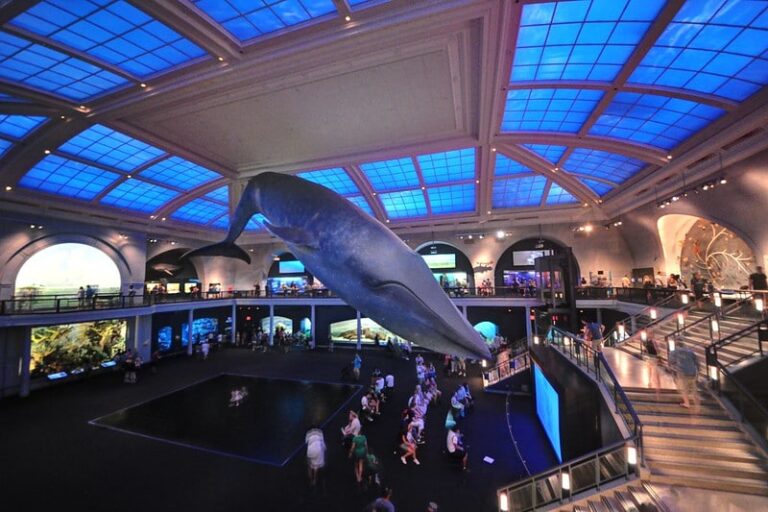 Musée d’histoire naturelle à New York billets, tarifs, horaires