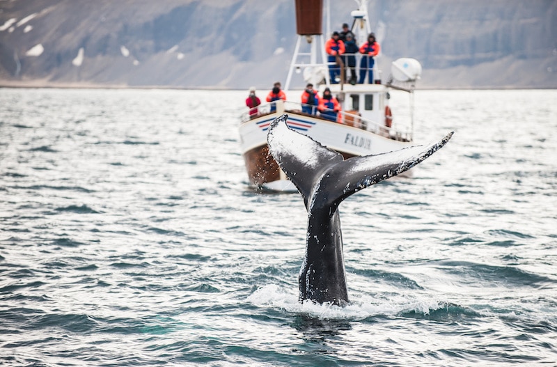 Observation de baleines, Islande