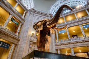 Visiter le Musée d'Histoire Naturelle à Washington