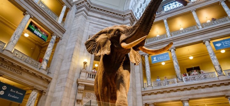 Visiter le Musée d'Histoire Naturelle à Washington