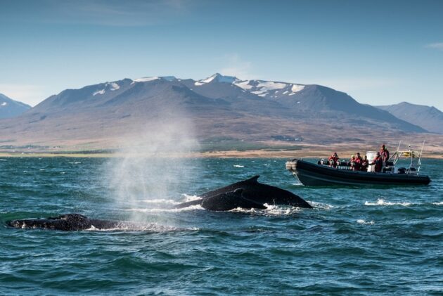 Où et comment observer les baleines en Islande