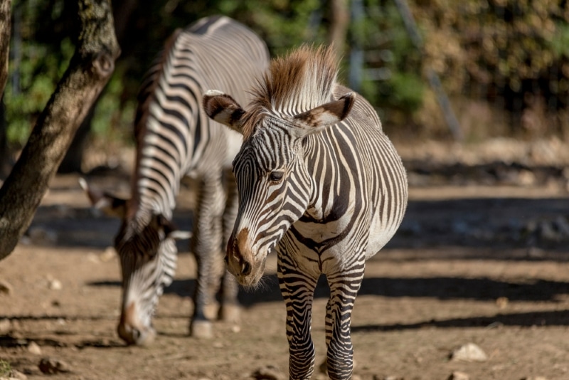 Montpellier - zèbres du zoo de Lunaret