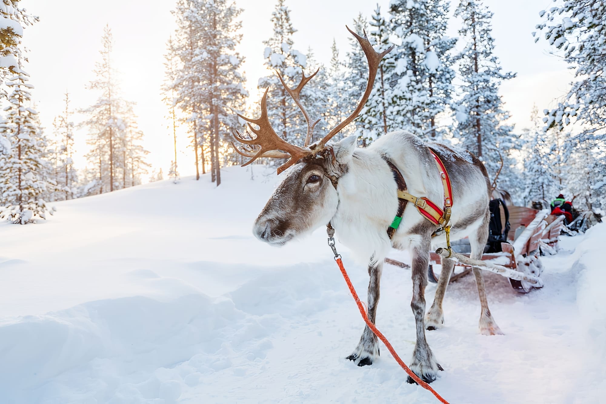 Rovaniemi - Attraction la plus populaire