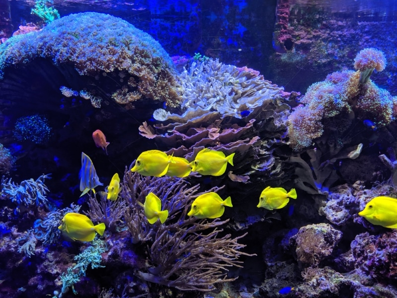 aquarium loro parque