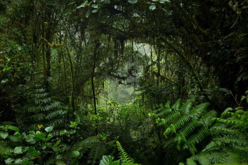 Jungle amazonienne 