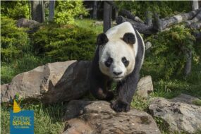 panda du zooparc de beauval