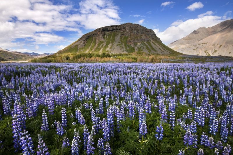 Visiter l'Islande au printemps