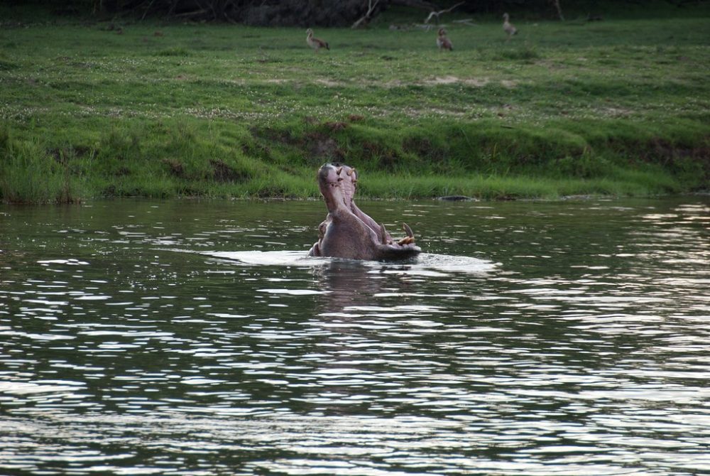 Hippopotame, Zambèze