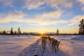 chiens de traineau rovaniemi au coucher de soleil