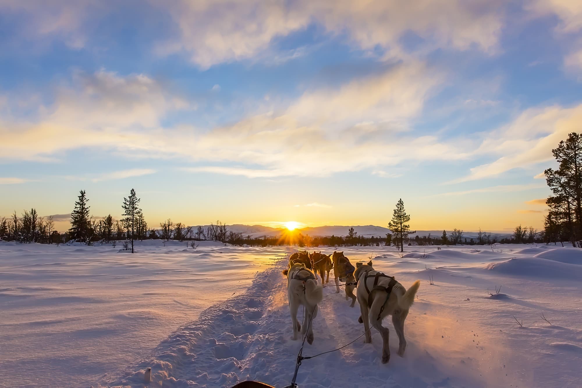 Perros de trineo de Rovaniemi al atardecer