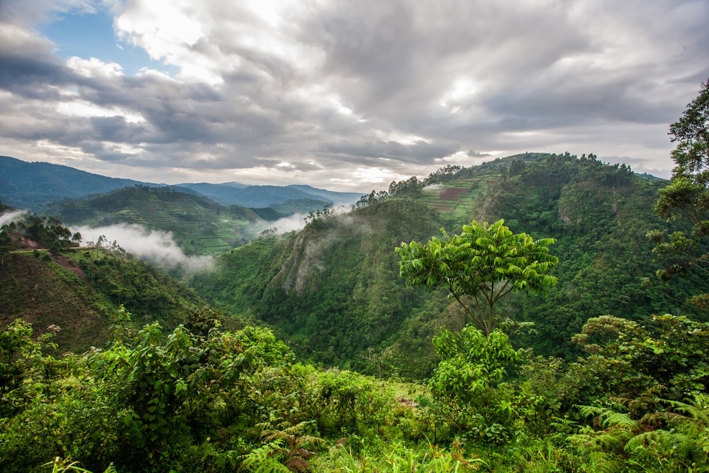 jungle rwanda