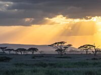Safari en Afrique