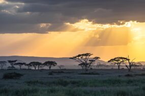 15 réserves africaines où faire un safari inoubliable