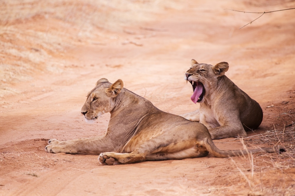 samburu lion safari monde