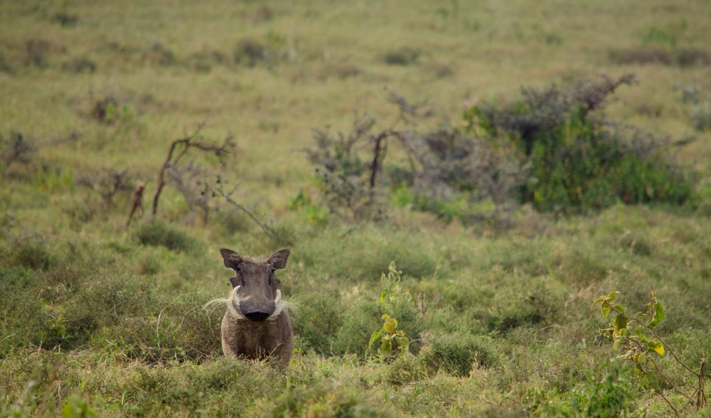 Phacochère dans le parc des Portes de l'Enfer au Kenya