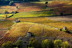 vignoble en Beaujolais France