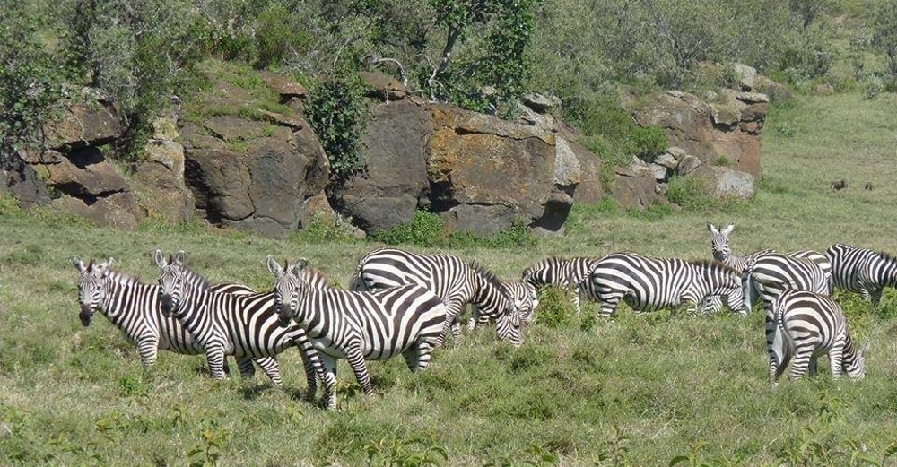 wild zebras