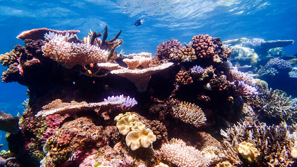 Coraux colorés dans les eaux peu profondes à l'extérieur de la barrière de corail - Grande barrière de corail Australie