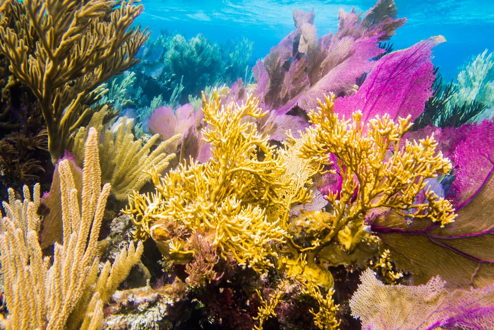 La Barrière de corail du Belize - Spots de plongée