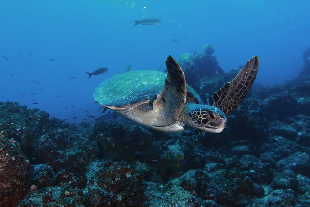 Les îles Galapagos tortue