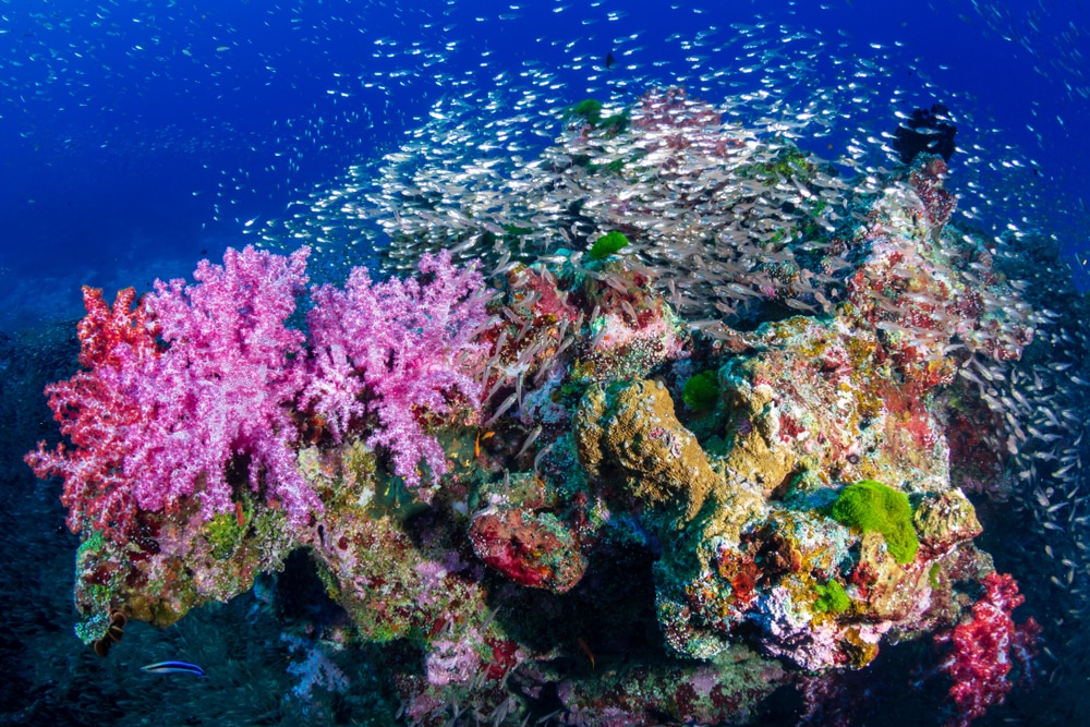 Les îles Similan plongée - Spots de plongée