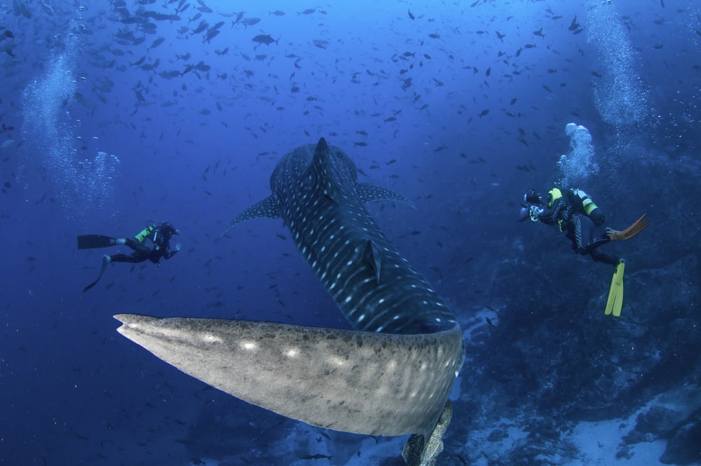 Les plongeurs sous-marins nagent le long d'un requin-baleine pendant qu'il nage à côté, Cocos Island, Costa Rica. - Spots de plongée