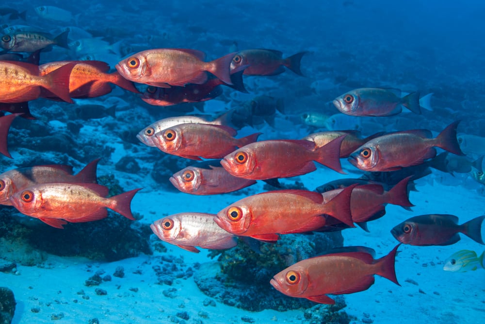 L’atoll de Rangiroa, poissons