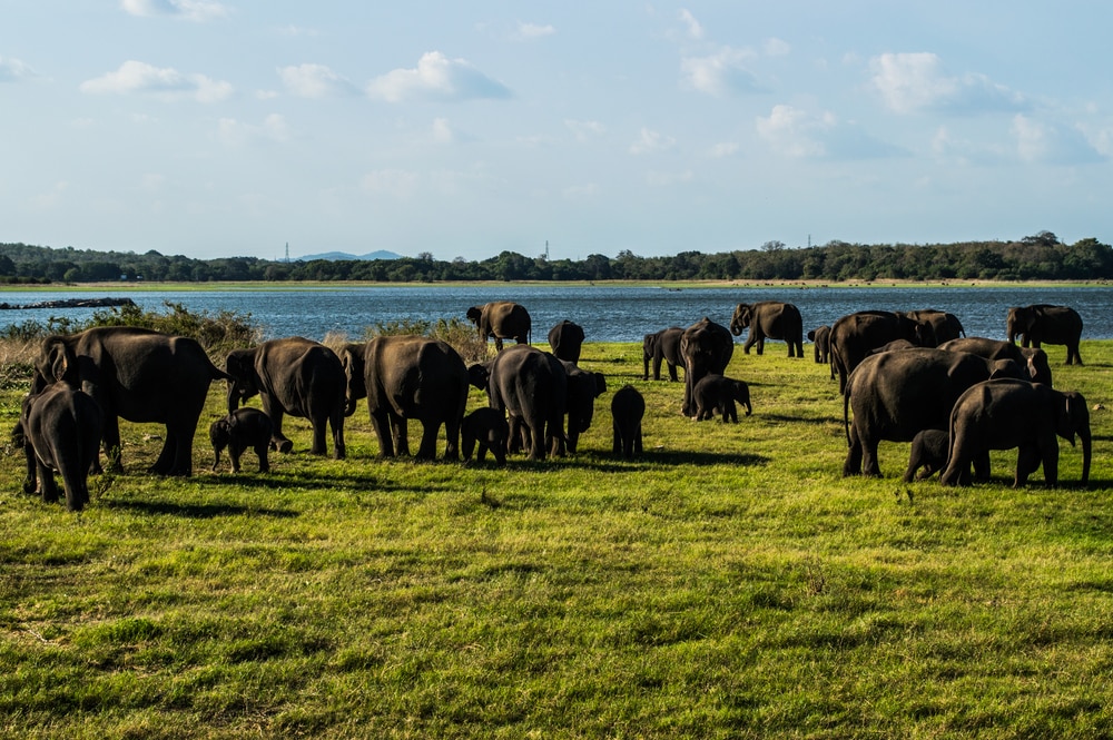 Parc National Minneriya