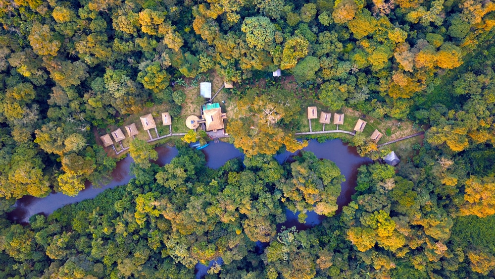 Aerial view of the Amazon rainforest in Cuyabeno