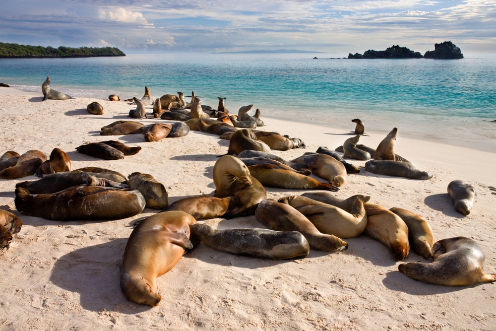 Lions de mer à Galapagos