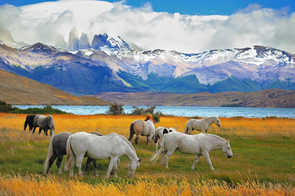 Chevaux blancs près d'un lac, Torres del Paine, Chili