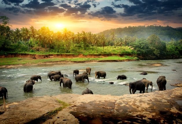 Où et comment observer les éléphants au Sri Lanka ?