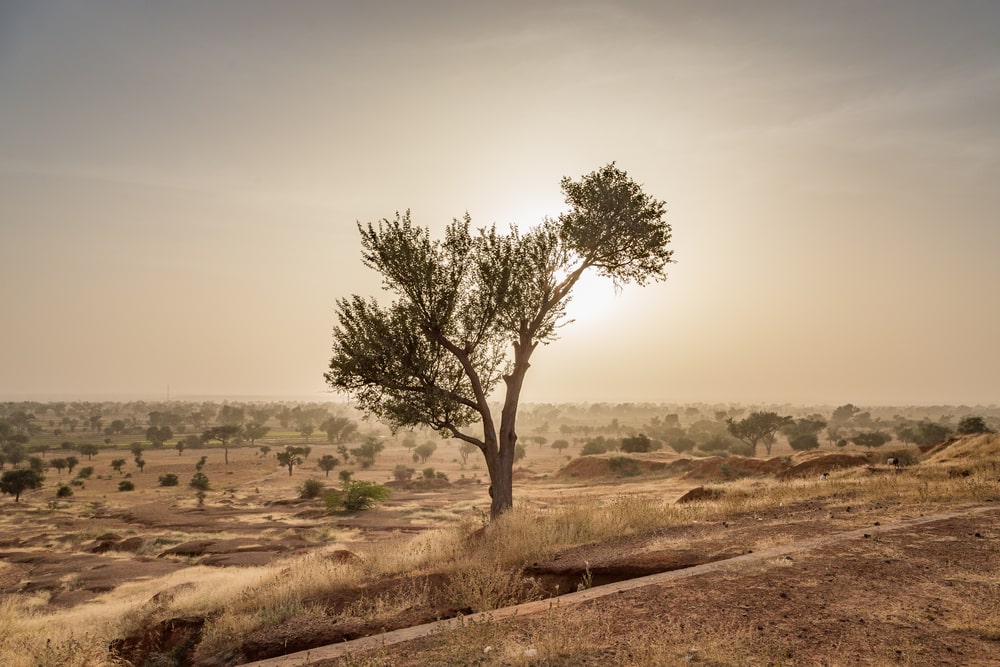 Accacia au milieu du désert, Sahel
