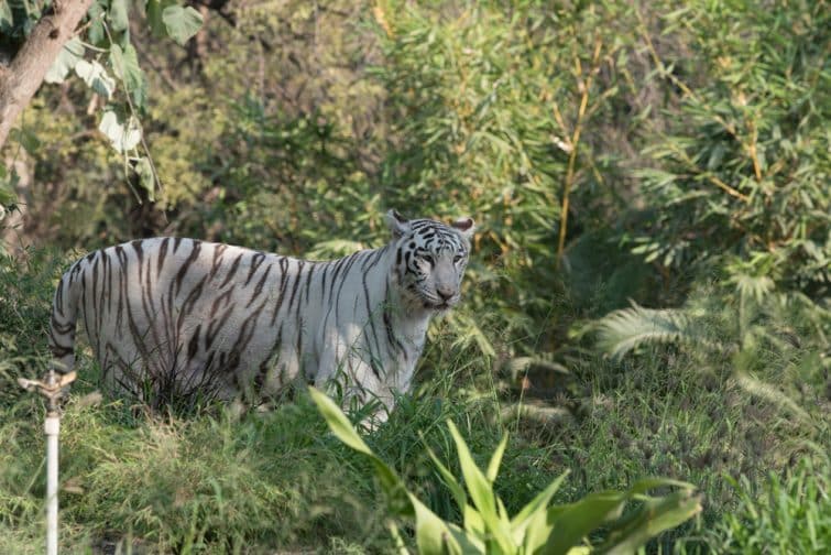 Tigre blanc au zoo de Nehru, Hyderabad