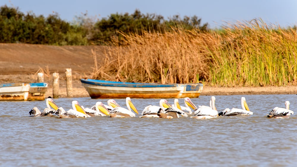 Pélican au sanctuaire national des oiseaux du Djoudj, Sénégal. Patrimoine mondial de l'UNESCO