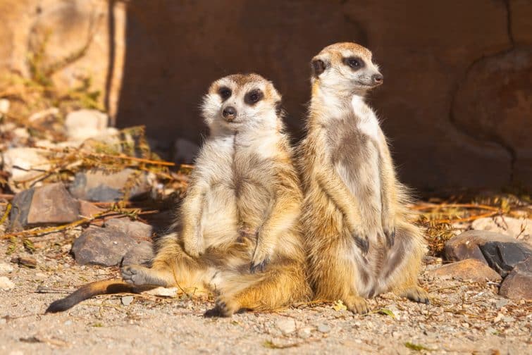 Two Meerkats sitting together, sunbathing and relaxing against a blurred background, Kimberley, South Africa