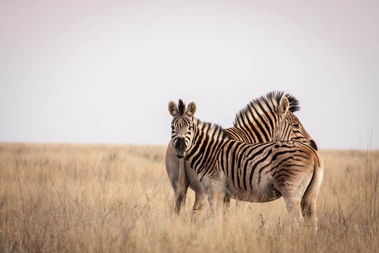 Two zebra ( Equus quagga ) on a grass plain in the Mokala National Park in the Northern Cape of South Africa